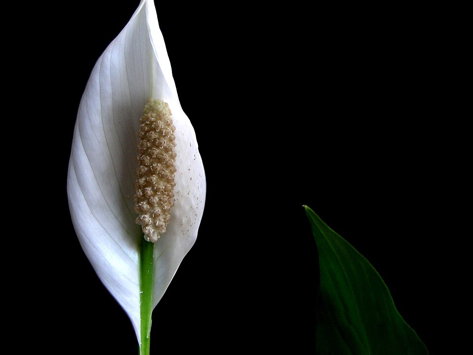 Peace Lily (Spathiphyllum floribundum)